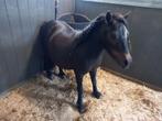 Mooie kinderpony ., Dieren en Toebehoren, Paarden, Merrie, Minder dan 160 cm, 7 tot 10 jaar