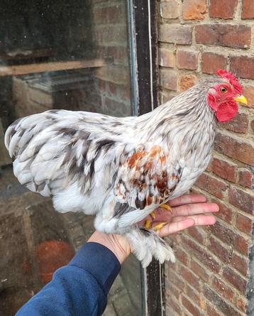 Jeune coq croisé de 2025 beschikbaar voor biedingen