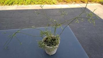 Potloodplant: Euphorbia tirucalli beschikbaar voor biedingen