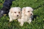 Maltezer pups, Maltezer, 15 weken tot 1 jaar, Buitenland, CDV (hondenziekte)