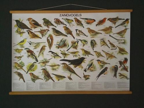 Schoolplaat poster zangvogels, Antiek en Kunst, Antiek | Schoolplaten, Natuur en Biologie, Ophalen of Verzenden