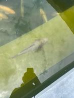Koi’s., Dieren en Toebehoren, Vissen | Vijvervissen