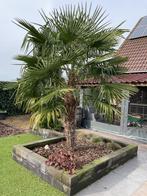 Trachycarpus fortunei (Chinese waaierpalm), Tuin en Terras, Planten | Bomen, 100 tot 250 cm, Zomer, Palmboom, Ophalen