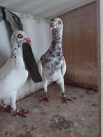 Deense tuimelaars, Plusieurs animaux, Pigeon culbutant ou Roller