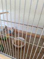 fischeri, Dieren en Toebehoren, Geslacht onbekend, Dwergpapegaai of Agapornis