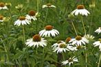 Echinacea purpurea "Primadonna White" (rode zonnehoed), Tuin en Terras, Planten | Tuinplanten, Ophalen, Zomer, Vaste plant, Volle zon