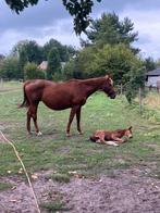 Fokmerrie jumpy des fontaines x nabab de reves, Dieren en Toebehoren, Paarden, Merrie, Springpaard, Gechipt, 170 tot 175 cm