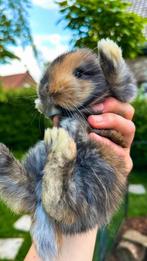 Baby konijntjes te koop!, Oreilles tombantes