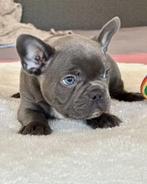 Franse bulldog pups blauw, Animaux & Accessoires, Chiens | Bouledogues, Pinschers & Molossoïdes, Particulier, Plusieurs, Belgique