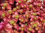 Sedum spurium Fuldaglut, Tuin en Terras, Planten | Tuinplanten, Ophalen