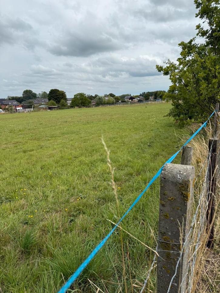 Gevraagd: weide en/of Grasland te huur in de regio Wellen, Dieren en Toebehoren, Stalling en Weidegang, Weidegang