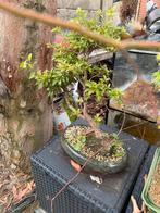 Lot bonsais verschillende soorten. Weg wegeb tijdsgebrek, Tuin en Terras, Planten | Tuinplanten, Vaste plant, Halfschaduw, Zomer