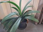 Clivia plant, Huis en Inrichting, Kamerplanten, Ophalen, Overige soorten, Halfschaduw, In pot
