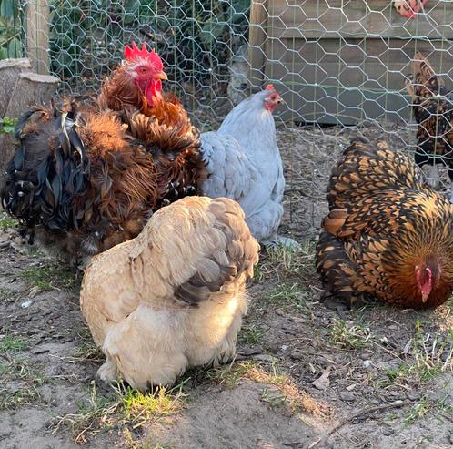 Broedeieren cochin kriel, Dieren en Toebehoren, Pluimvee