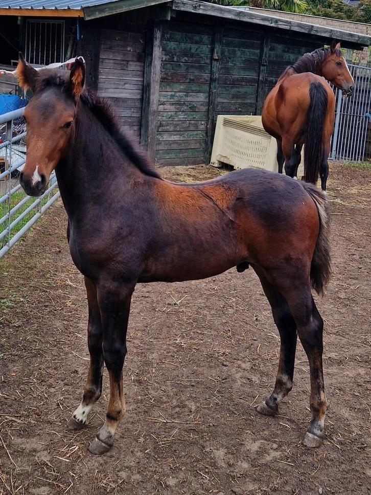 Super knap veulen te koop , Clintus LVP nakomeling, Dieren en Toebehoren, Paarden, Springpaard