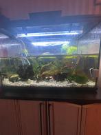 Superfish aquarium te koop inclussief kast, Ophalen
