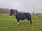 Shetland merrie's