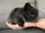 Mini lapins nains, Animaux & Accessoires, Nain, 0 à 2 ans