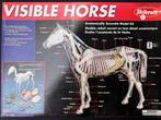 Modèle anatomique de cheval (neuf, jamais utilisé), Animaux & Accessoires, Chevaux