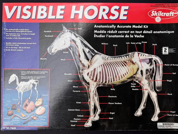 Modèle anatomique de cheval (neuf, jamais utilisé), Animaux & Accessoires, Chevaux