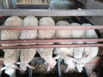 agneaux à vendre, Plusieurs animaux, Mouton, 0 à 2 ans
