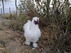 Coqs de oiseaux à soie blancs et colorés