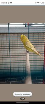 3 Engelse grasparkieten, Dieren en Toebehoren, Vogels | Parkieten en Papegaaien, Geringd
