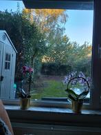 Gelijkvloers. Studio. Grote prive tuin. Ekeren Donk, Immo