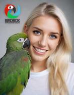 Ontdek de Wereld van Jouw Papegaai: Welkom bij BirdBox Pa, Dieren en Toebehoren, Vogels | Parkieten en Papegaaien, Papegaai, Pratend