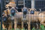 Mooie Mechelse herder puppys, België, CDV (hondenziekte), 8 tot 15 weken, Teef