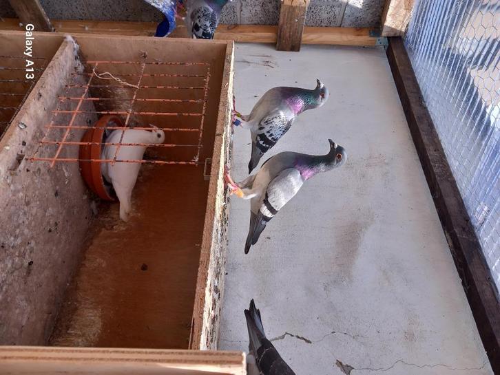 Gratis 5 geringde kweekduiven, Dieren en Toebehoren, Vogels | Duiven, Postduif, Meerdere dieren