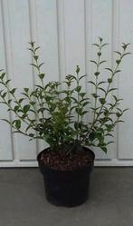 Osmanthus burkwoodii  - 20-30 cm, Tuin en Terras, Ophalen