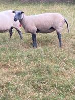 Bleu du Maine schaap ooi te koop 1 maal gelammerd, Dieren en Toebehoren, Schapen, Geiten en Varkens, Schaap