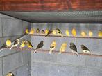 kanaries, Dieren en Toebehoren, Vogels | Kanaries, Mannelijk, Zangkanarie