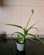 Bloeiende zwangere ui, Tuin en Terras, Ophalen, Zomer