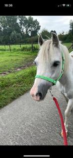 Prachtige drachtige ster Welsh merrie te koop, 11 jaar of ouder, Merrie, Gechipt, A pony (tot 1.17m)