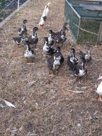 Jonge barberies, Meerdere dieren, Eend