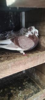 Capucijn duivin, Dieren en Toebehoren, Vogels | Duiven