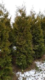 Thuja occidentalis ‘Brabant’ – Levensboom, Tuin en Terras, Planten | Struiken en Hagen, Ophalen, Haag