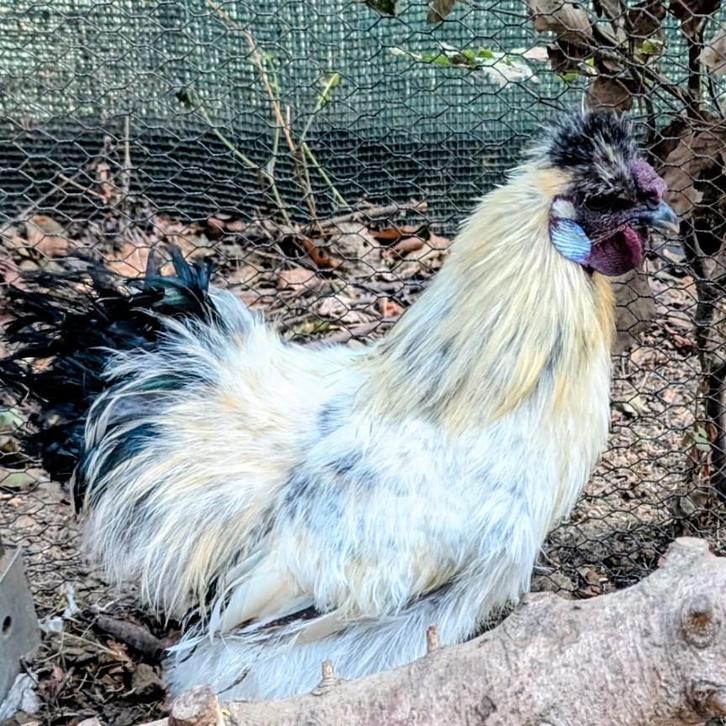 Zijdehoen - Haan zoekt nieuwe thuis, Dieren en Toebehoren, Pluimvee, Kip, Mannelijk