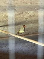 Binsenastrilden, Dieren en Toebehoren, Vogels | Overige Vogels, Tropenvogel