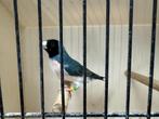 Gouldamadine blauwe man te koop, Dieren en Toebehoren, Tropenvogel