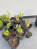 Hibiscus Syriacus, Tuin en Terras, Ophalen