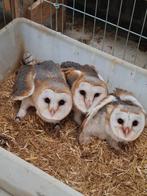Jonge kerkuilen, Dieren en Toebehoren, Vogels | Overige Vogels, Geslacht onbekend, Roofvogel, Geringd