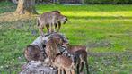 Schapen Soay ram  lammetjes, Mannelijk, Schaap, 0 tot 2 jaar