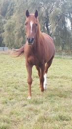 Ruin met stamboom, Dieren en Toebehoren, Paarden, Minder dan 160 cm, Ruin, 7 tot 10 jaar, Recreatiepaard