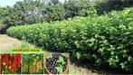 RODE, WITTE TROSBES & CASSIS-STRUIKEN: 4€/stuk, 5 VOOR 18€ !, Ophalen of Verzenden, Lente, Vaste plant, Fruitplanten