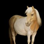 Shetland-merrie (met stamboek én gekeurd), Dieren en Toebehoren, Merrie, Gechipt, Niet van toepassing, A pony (tot 1.17m)