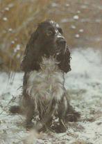 COCKER  SPANIEL, Verzenden, Ongelopen, Hond of Kat
