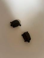 2 gele driekielschildpadden + compleet aquarium, Dieren en Toebehoren, Ophalen, Gebruikt, Leeg aquarium